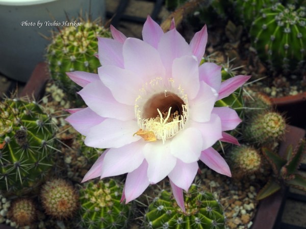 サボテン 金盛丸 キンセイマル よっちゃんの道草散歩