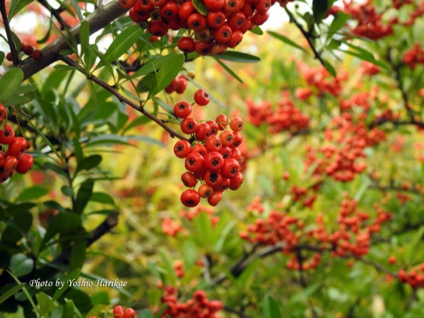 ピラカンサの実 よっちゃんの道草散歩