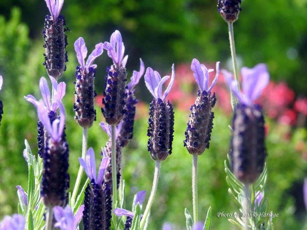 フレンチラベンダー ３種類 よっちゃんの道草散歩