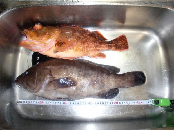南房で釣ったマハタを食べた ヨシケンが気楽に釣りをして 真剣に料理を作り 適当なことを言うblog