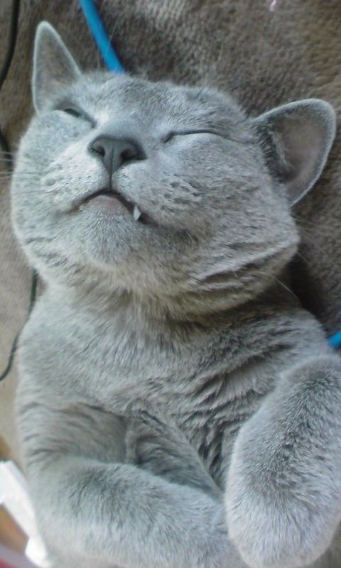 八重歯の長さu2026 : オスカー君は猫です