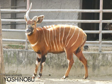 ボンゴ亡くなる 東山動植物園 Yoshinobu 羊毛フェルトでつくる動物