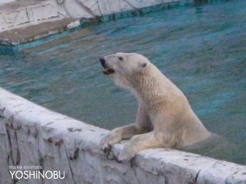 東山動物園 ナイトズー Yoshinobu 羊毛フェルトでつくる動物