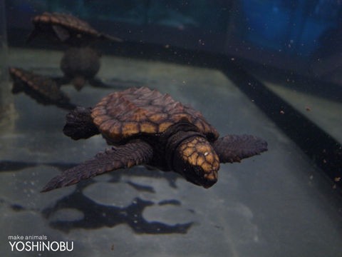 名古屋港水族館 ウサギのライバル カメの作品展 手から生まれた亀たち Yoshinobu 羊毛フェルトでつくる動物