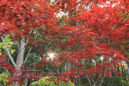 錦川清流線 とことこトレイン 寂地峡 プラス アルファ