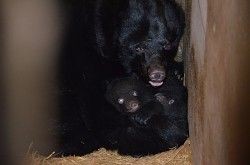 秋田 クマ牧場 脱走死亡事故から１年 クマは新天地へ カミカゼニュース