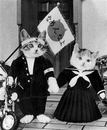 １９８０年代にブーム なめ猫 生みの親を告発 １億円脱税容疑 カミカゼニュース
