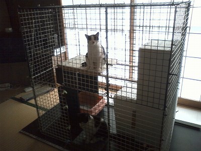 栃木近郊 猫の里親募集 経緯 犬猫 その他生き物 里親捜し