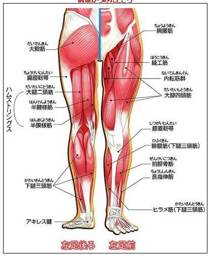 アキレス腱の炎症だけかと思っていたら 長腓骨筋と短腓骨筋も炎症があったようだ No 1127 小川欣之 見聞録等