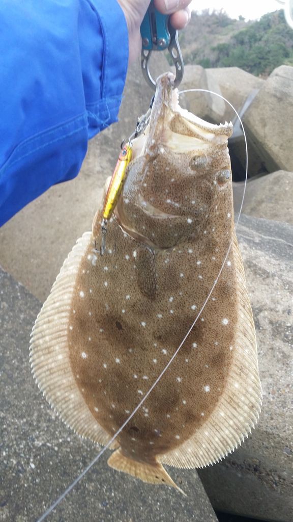 ジグ大将で爆風攻略ヒラメゲット ヨッサンのど素人ルアー釣り