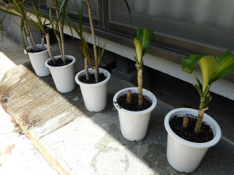 ドラセナの挿し木と茎挿しのその後 08 ヨッシーロのブログ 18