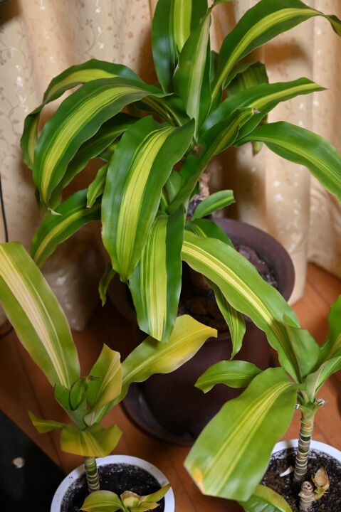 ドラセナ マッサンゲアナの冬越し 21 ヨッシーロのブログ 18 ドラセナ マッサンゲアナの冬越し 21 ヨッシーロのブログ 18