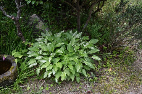 ギボウシ 06 ヨッシーロのブログ 18