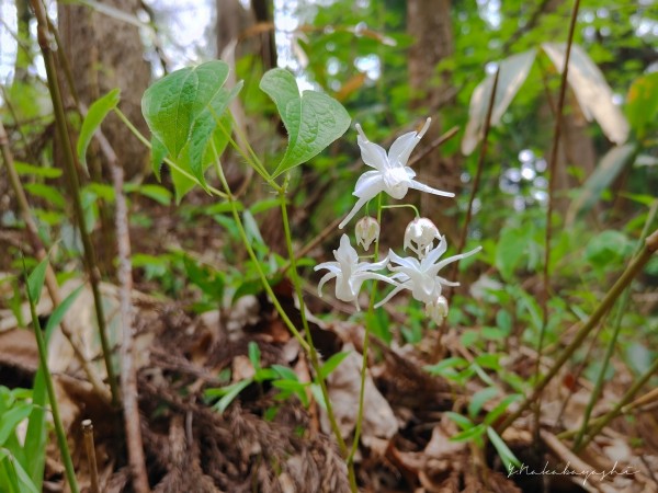 春蘭が咲く里山 : 地球の片隅で