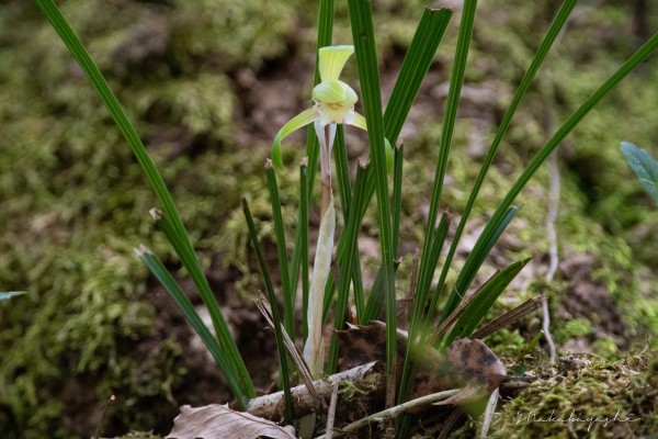 春蘭が咲く里山 : 地球の片隅で