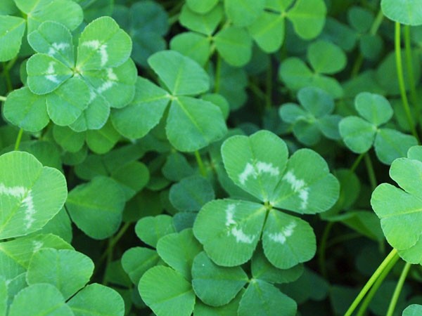 娘の名前を よつば にしたんだけど漢字と平仮名どっちがいいかな よつばとクローバー よつばと まとめブログ