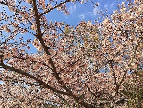 関西で桜がきれいな穴場キャンプ場 夜桜がライトアップされていてとてもきれい ｋｕｔｉｋｏｍｉ