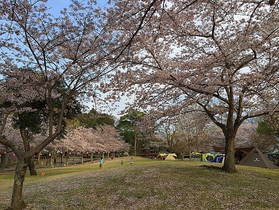関西で桜がきれいな穴場キャンプ場 夜桜がライトアップされていてとてもきれい ｋｕｔｉｋｏｍｉ