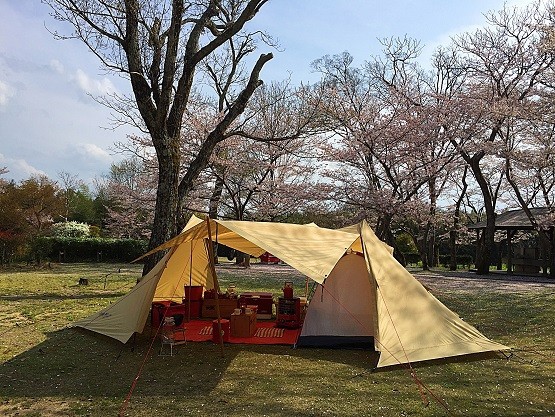 関西で桜がきれいな穴場キャンプ場 夜桜がライトアップされていてとてもきれい ｋｕｔｉｋｏｍｉ