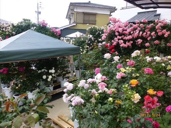 バラ庭 ｙ宅訪問 岡崎 一病息災 日本酒が旨い