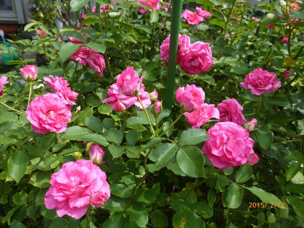 バラ 2番花華やか 一病息災 日本酒が旨い