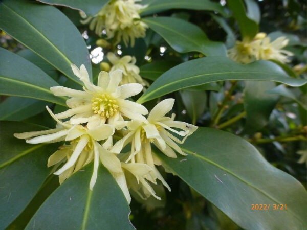 シキミの花 22 一病息災 日本酒が旨い シキミの花 22 一病息災 日本酒が旨い