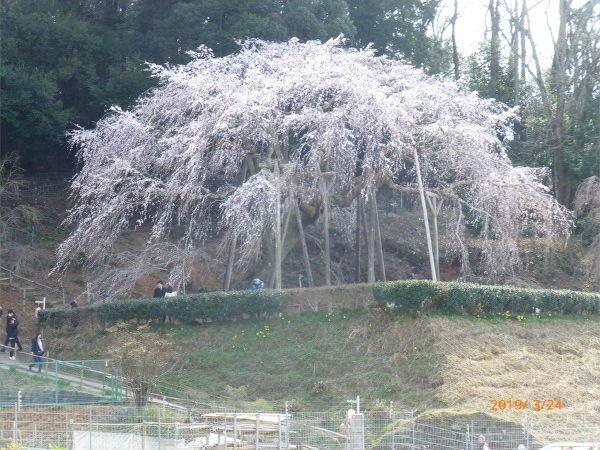 奥山田しだれ桜2109 3 一病息災 日本酒が旨い