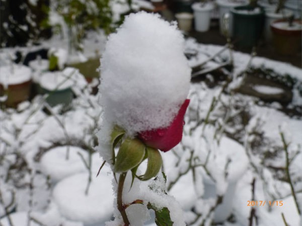 冬薔薇に雪 一病息災 日本酒が旨い
