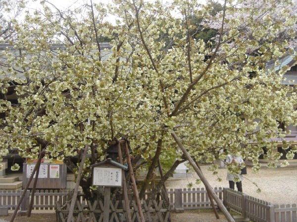 上地八幡宮 鬱金桜 岡崎 一病息災 日本酒が旨い