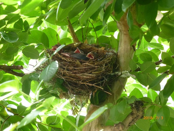 ヒヨドリのヒナ 一病息災 日本酒が旨い ヒヨドリのヒナ 一病息災 日本酒が旨い