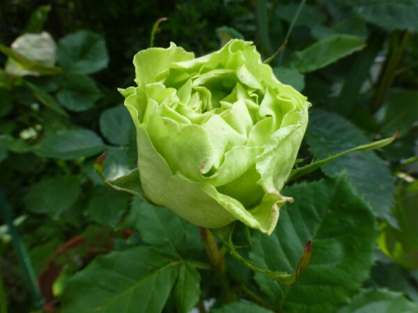 今日のバラ ５ １７ 一病息災 日本酒が旨い