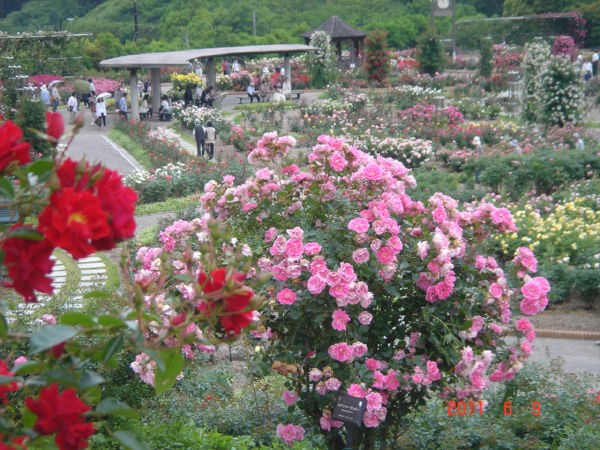 花フェスタ記念公園 可児市 一病息災 日本酒が旨い