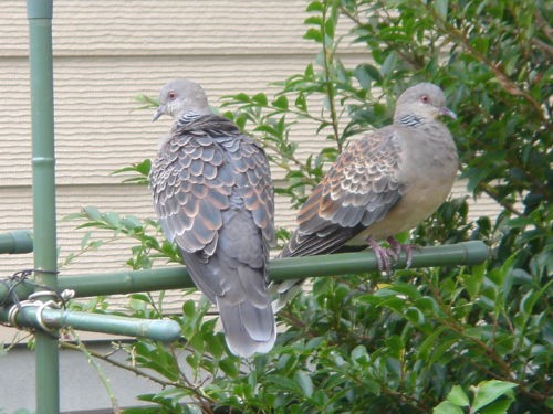 鳩の鳴声 : 八十翁のつぶやき