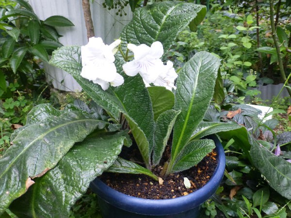 イワタバコの花 : 一病息災、日本酒が旨い