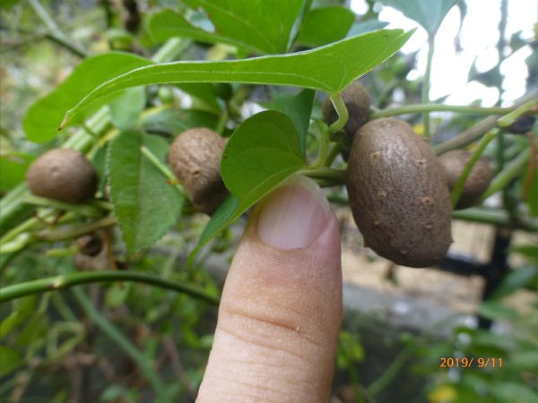 むかご 一病息災 日本酒が旨い