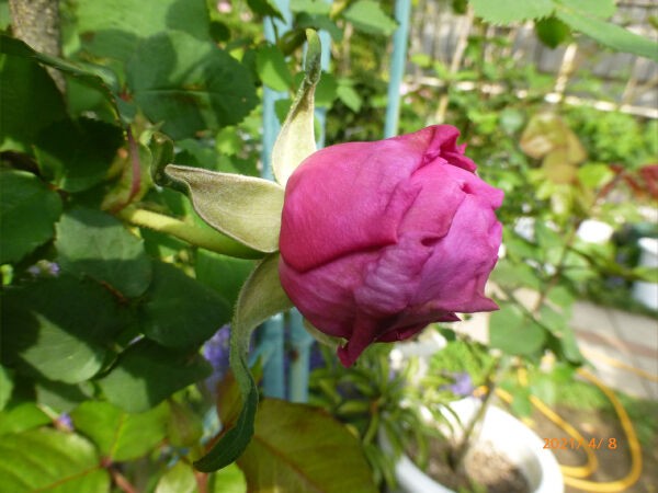 バラ蕾 次々に膨らむ 一病息災 日本酒が旨い