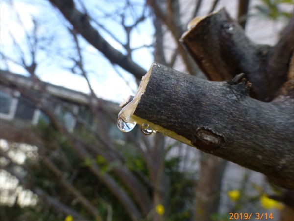 木の枝からしずく 一病息災 日本酒が旨い