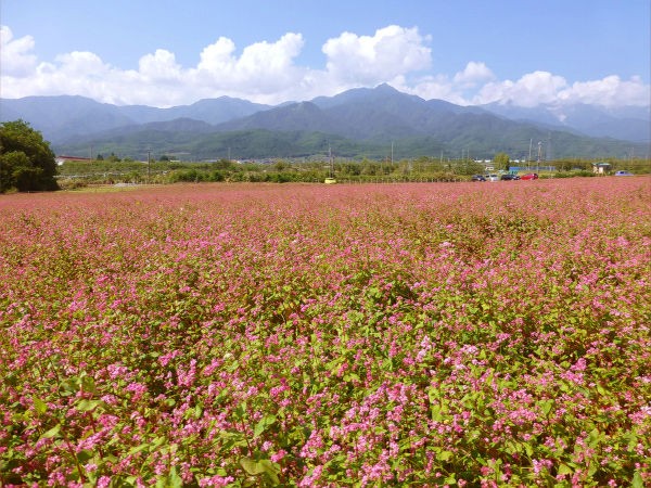 信州中川赤そば花まつり 一病息災 日本酒が旨い