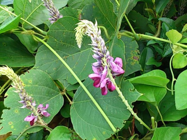 クズの花 一病息災 日本酒が旨い