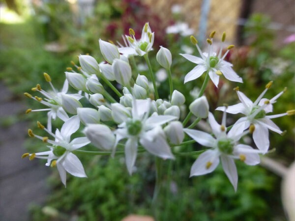 ニラの花 一病息災 日本酒が旨い