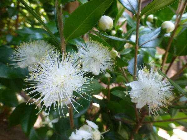 ギンバイカの花 一病息災 日本酒が旨い