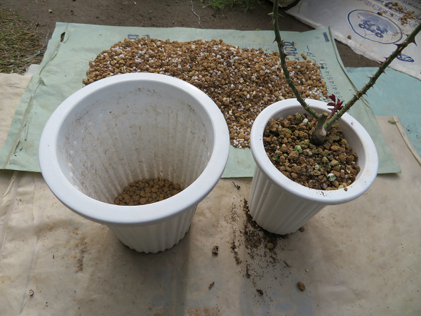 バラ 鉢増し作業 一病息災 日本酒が旨い