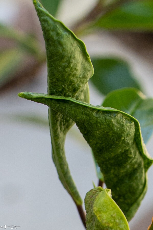 観葉植物 ガジュマルについた虫が消えない ゆーじろーのぶろぐ