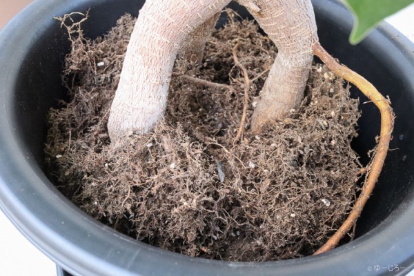 観葉植物 脱初心者 が今年もガジュマルの植え替えと剪定 水差しをしてみた 18年版 旅とカメラと