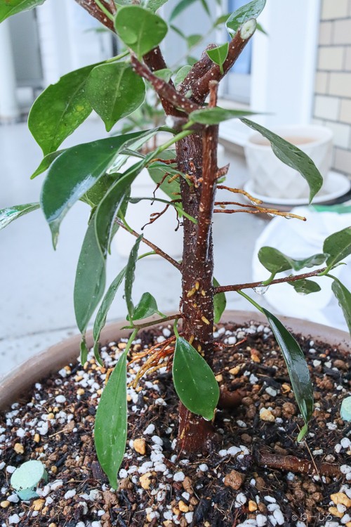 観葉植物 脱初心者 が今年もガジュマルの植え替えと剪定 水差しをしてみた 18年版 旅とカメラと