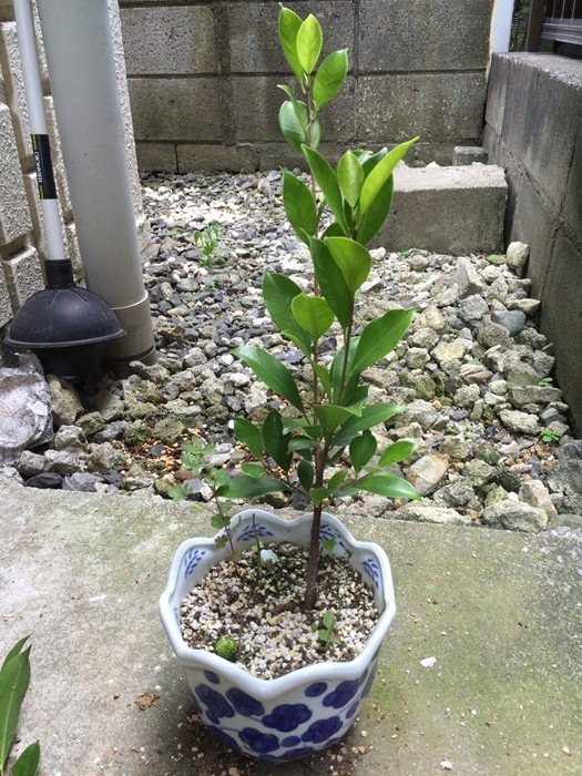 観葉植物 初心者がガジュマルの植え替えと剪定 挿し木をしてみた 16年版 後編 ゆーじろーのぶろぐ