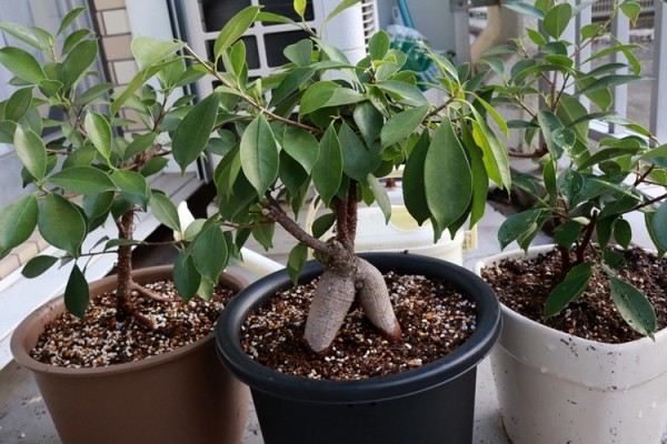 観葉植物 毎年恒例 ガジュマルの植え替えと剪定をしてみた 19年版 旅とカメラと 観葉植物 毎年恒例 ガジュマルの植え替えと剪定をしてみた 19年版 旅とカメラと