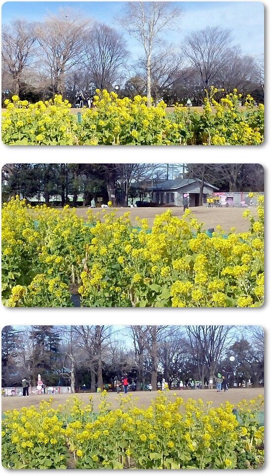 菜の花咲く井草の森公園 : youko2のブログ