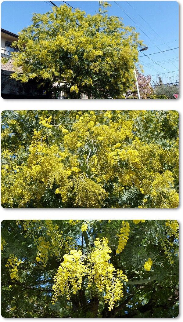 早春の花 : youko2のブログ