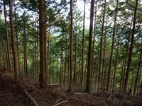 舟木一夫 木挽哀歌 山村の青春 １ 純潔 に耐える さびしさ 遊星王子の青春歌謡つれづれ